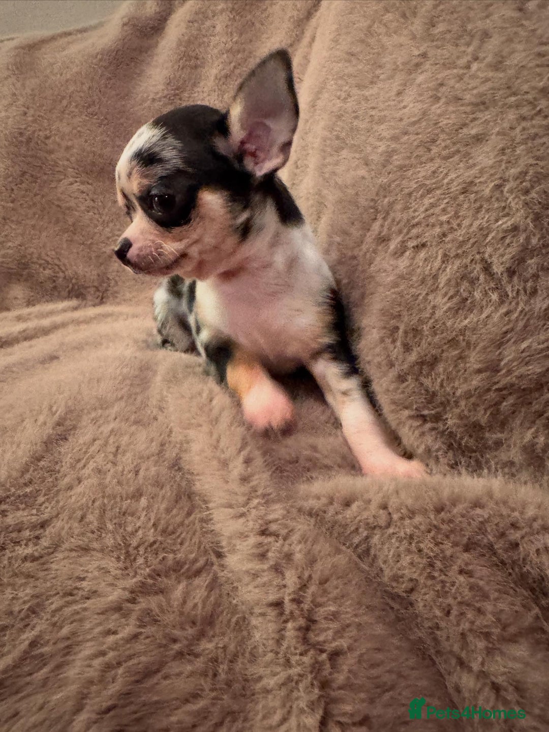 Chihuahua dogs for sale: 🌸🐶 Chihuhua Puppies 🐶🌸 - Image 9