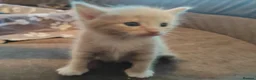 Mixed Breed cats for sale: Adorable kittens are looking for lovely home  - Advert 8
