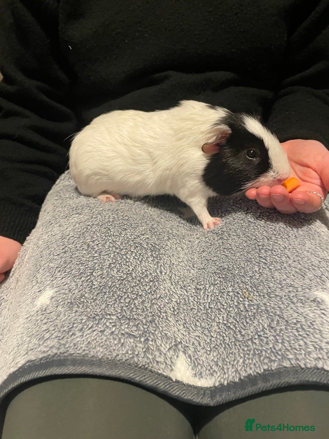 Guinea Pig rodents for sale: 2 male guinea pigs  - Advert 4