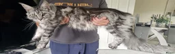 Maine Coon cats for sale: Beautiful XL Russian maine coon litter🌷✨ in Preston - Advert 3