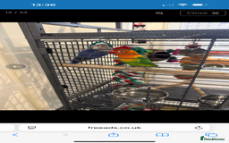 Lovebirds birds for sale: 2 beautiful love birds full set up  - Image 10