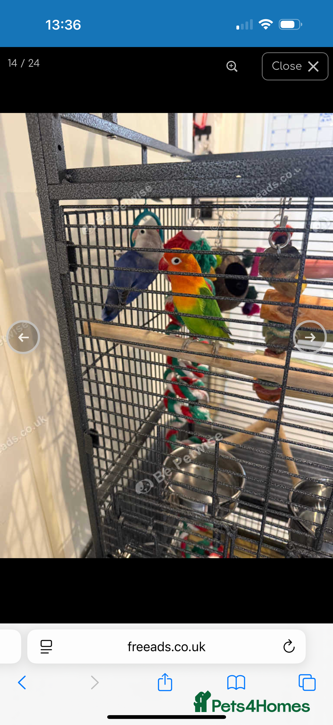 Lovebirds birds for sale: 2 beautiful love birds full set up  - Image 10