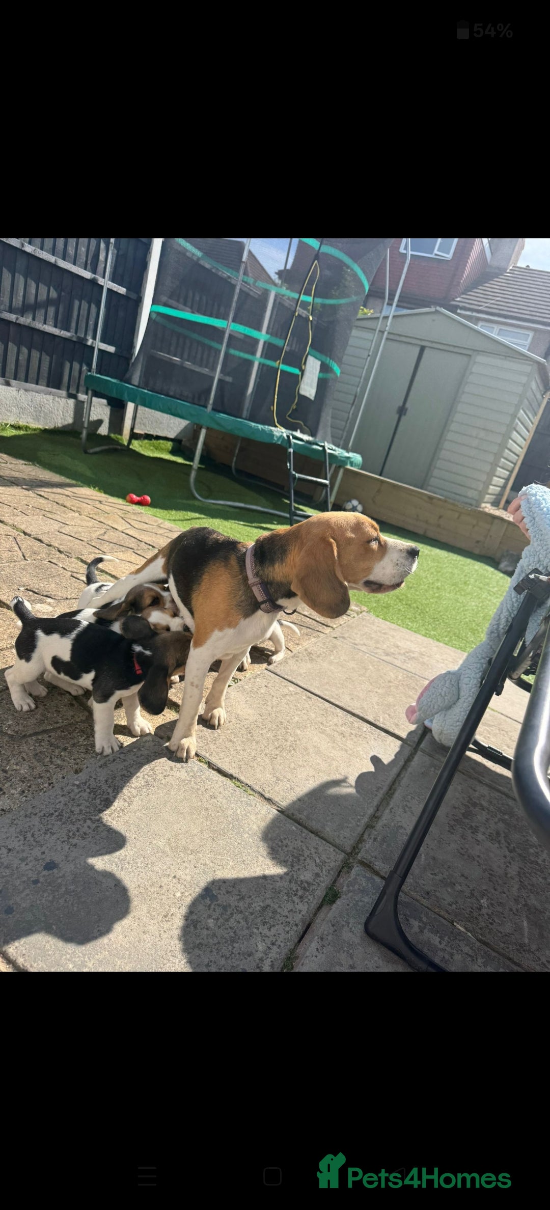 Beagle dogs for sale: Beagle female  in Prenton - Advert 2