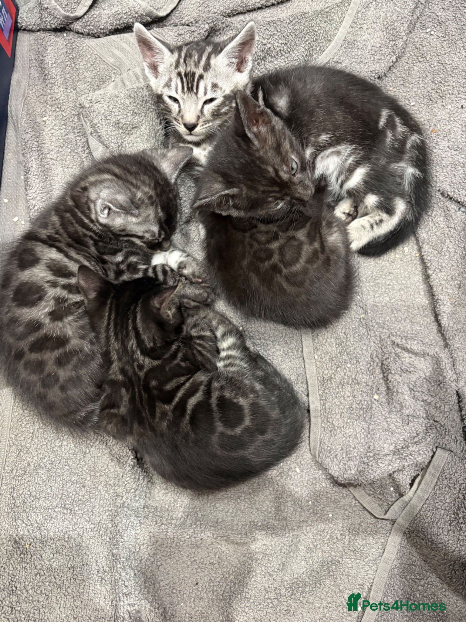 Bengal cats Ready next week. Pedigree Tica Bengal Kittens - Advert 1