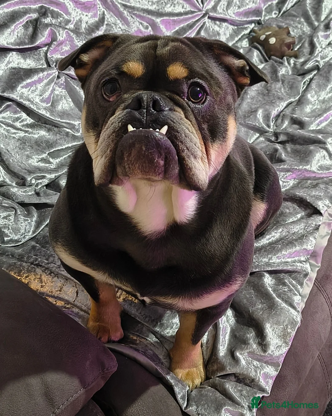 Mixed Breed dogs for sale: Bulldog x french bulldog  in Dartmouth - Advert 2