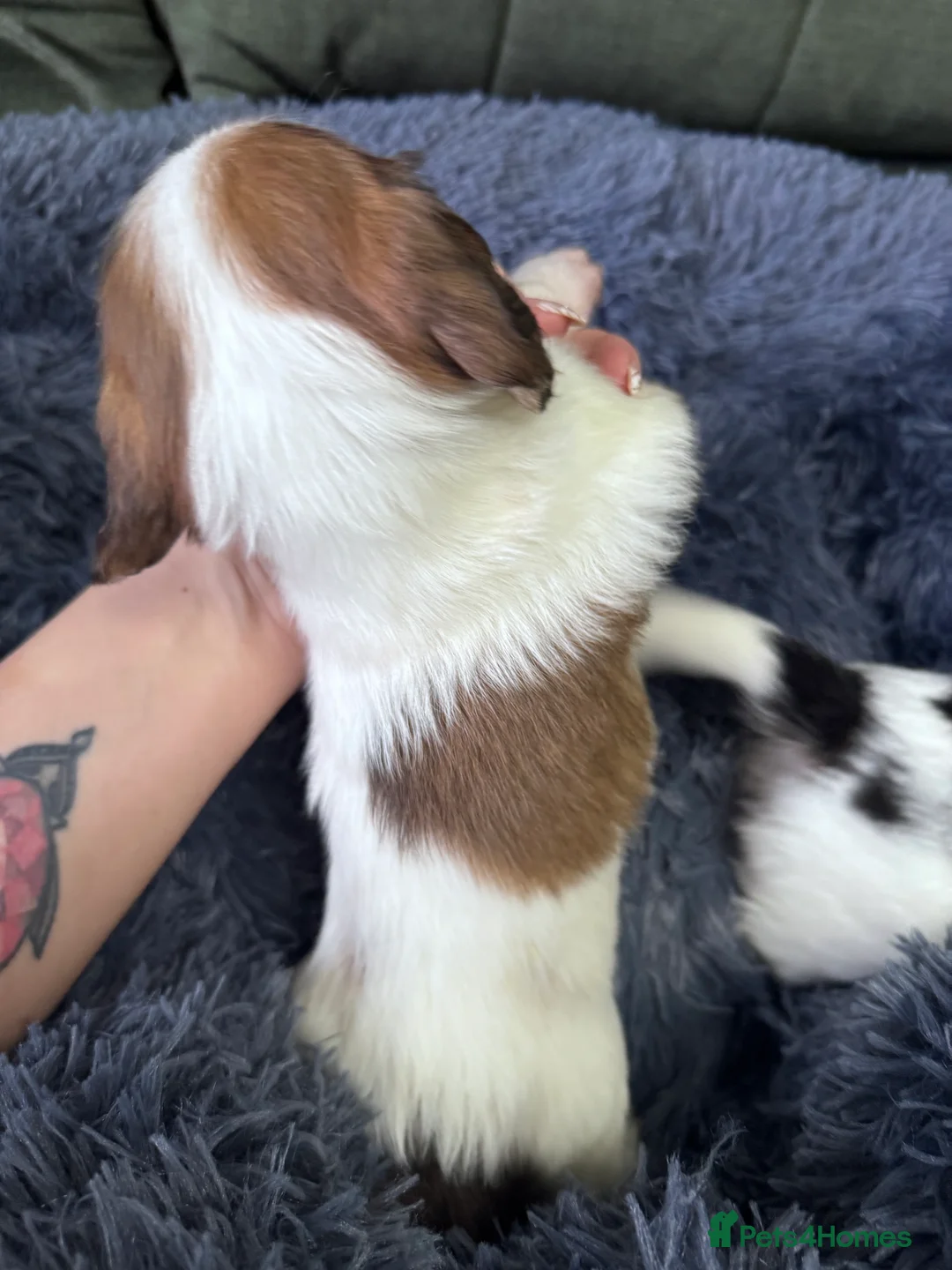 Miniature Dachshund dogs for sale: 2 piebald miniature long haired dachshund puppies  - Advert 5
