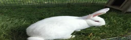 New Zealand rabbits for sale: Last New Zealand Rabbit - Advert 2