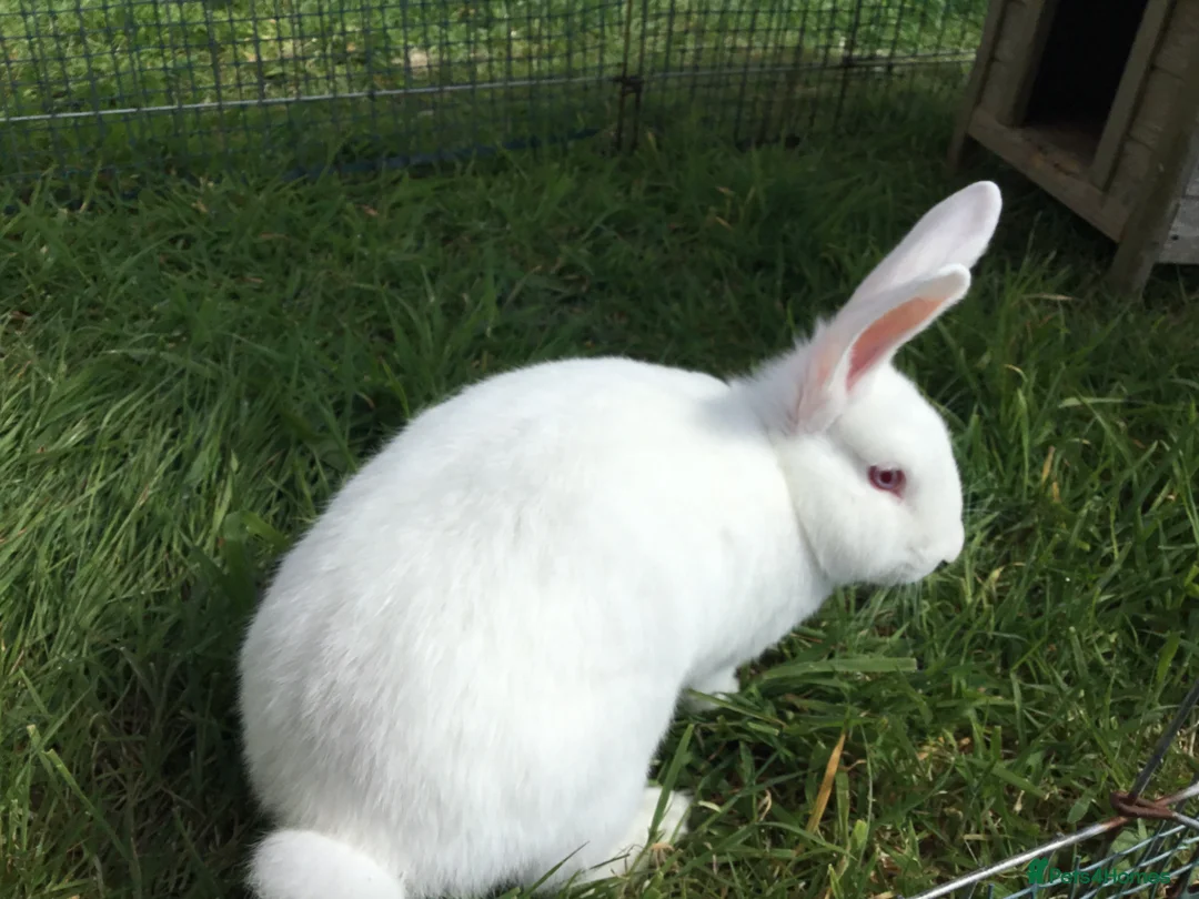 New Zealand rabbits for sale: Last New Zealand Rabbit - Advert 2