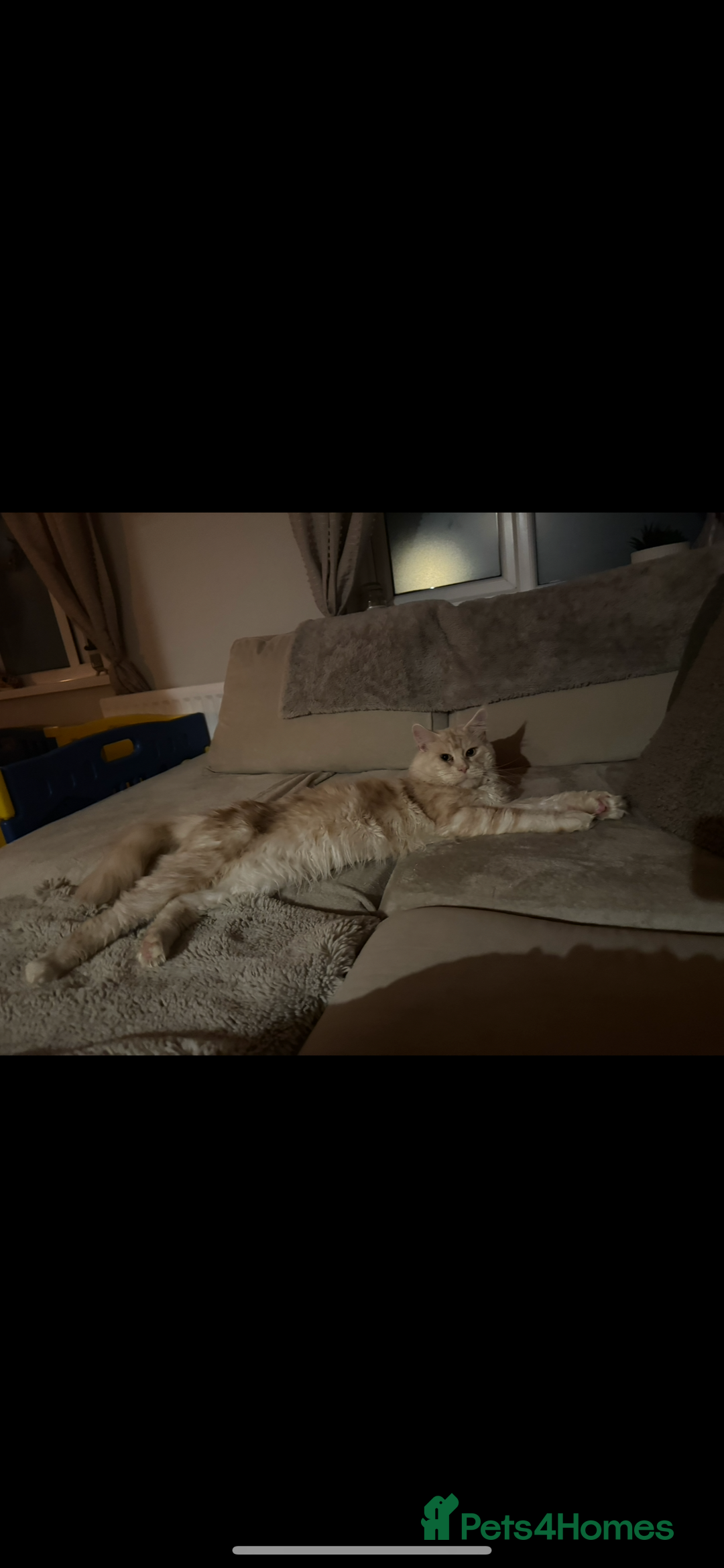 Maine Coon cats for sale: 4 big pure gorgeous Mainecoon boys  - Image 29