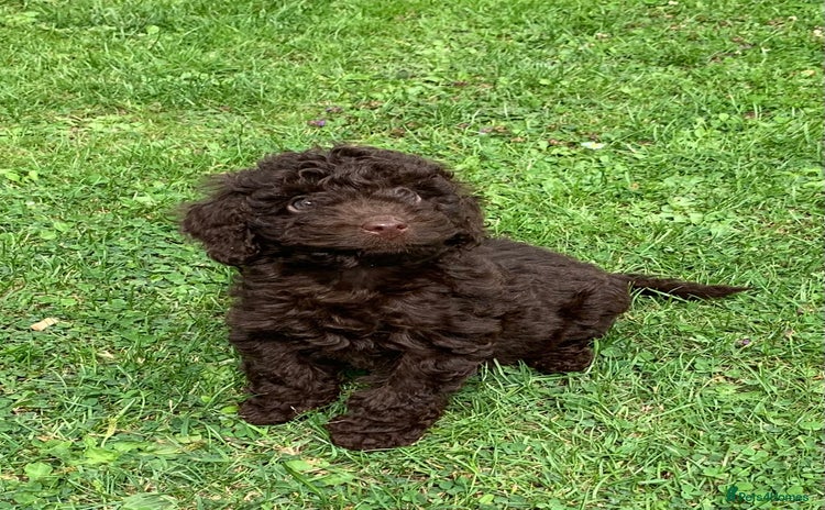 Cockapoo dogs - Advert 1