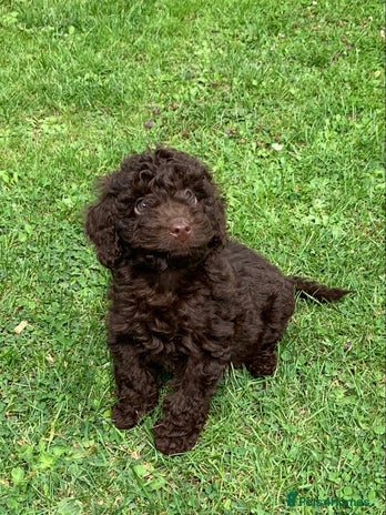 Cockapoo dogs - Advert 7