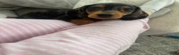 Miniature Dachshund dogs for sale: Silver dapple and tan miniature dachshund  in Port Talbot - Advert 9