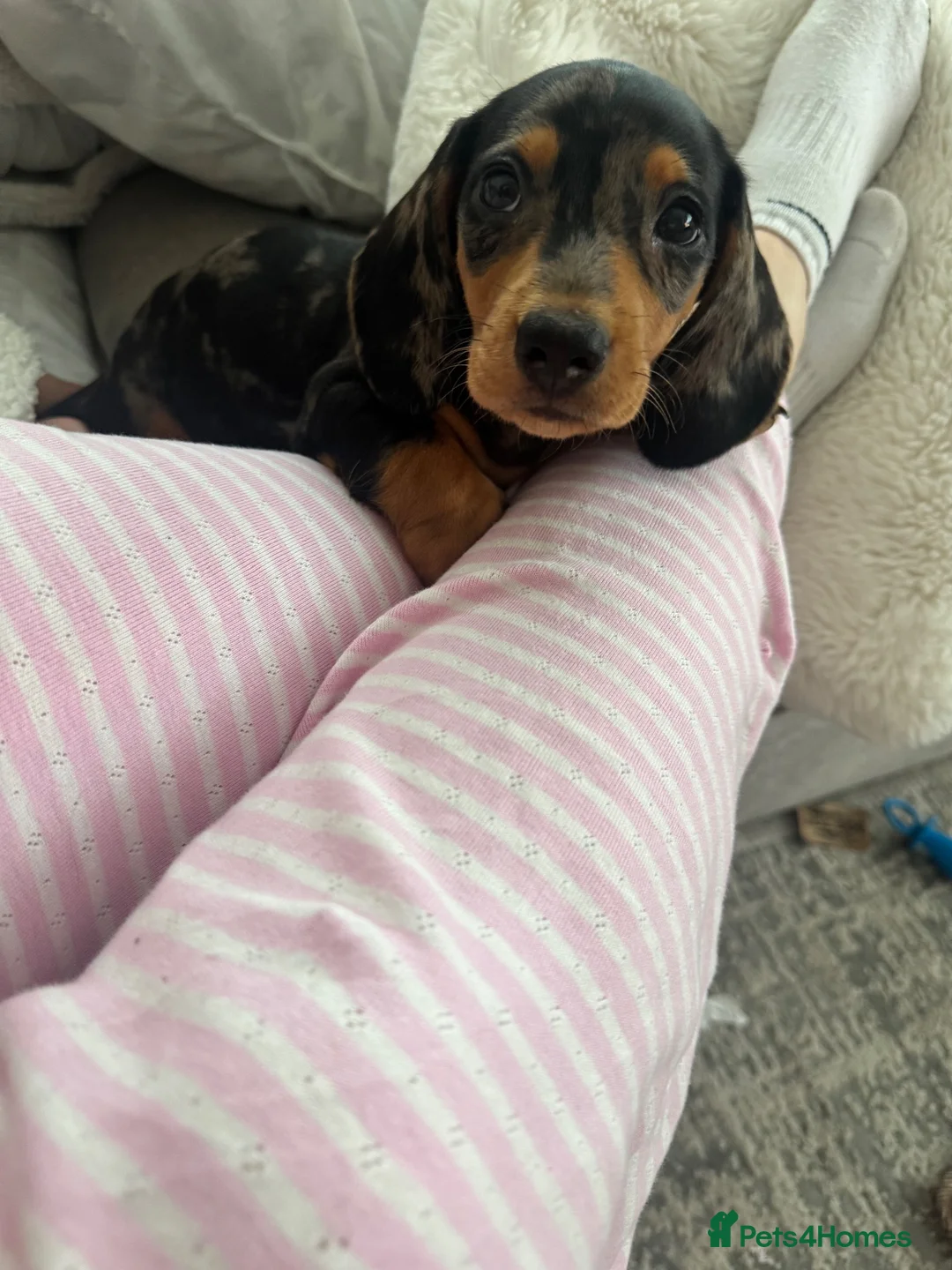 Miniature Dachshund dogs for sale: Silver dapple and tan miniature dachshund  in Port Talbot - Advert 9
