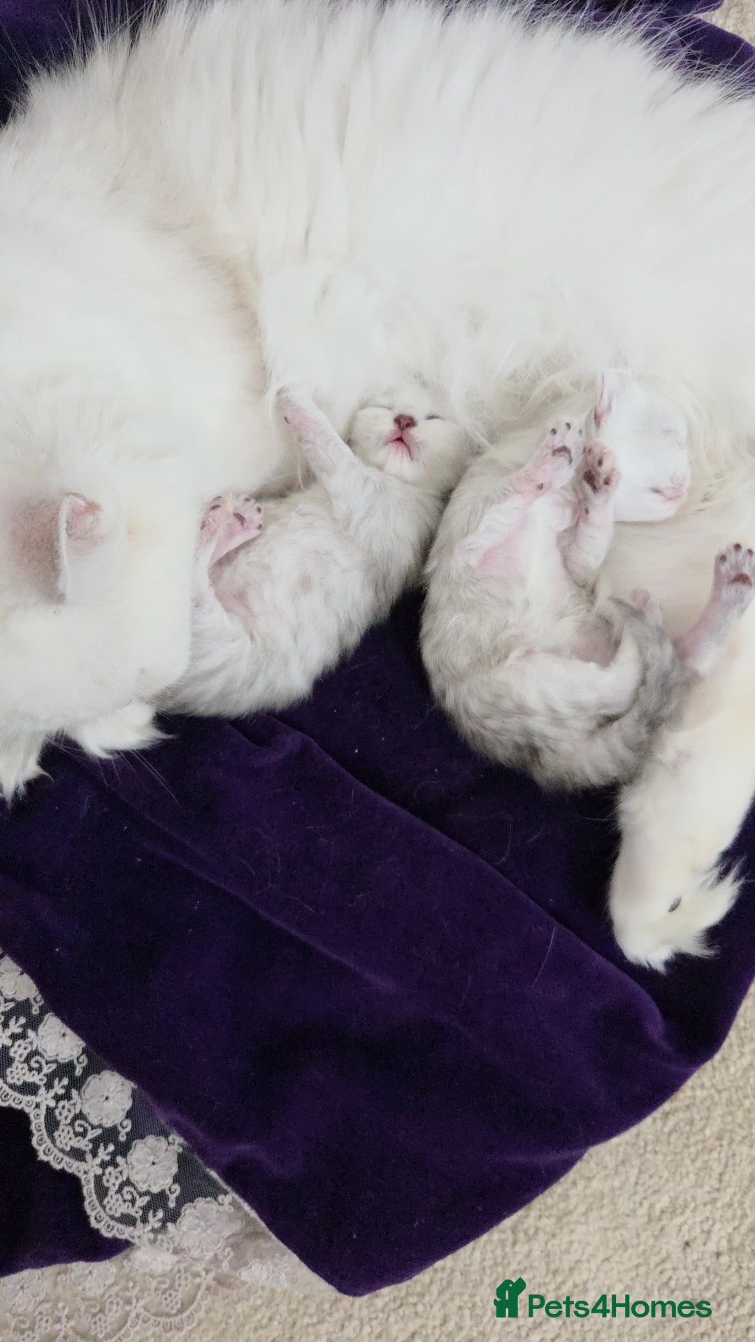 Persian cats for sale: Silvertip Chinchilla Persian- Boy & Girl Available - Advert 3