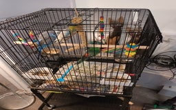 Budgerigars birds for sale: Exhibition blue  buggie  and 2 baby  buggies - Image 2