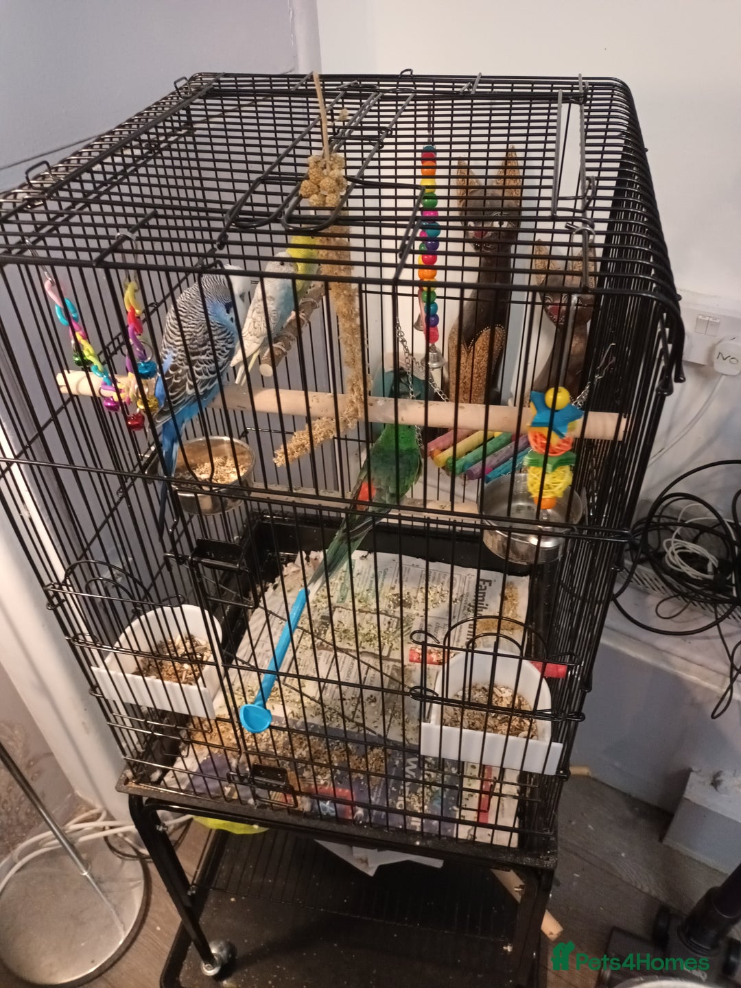 Budgerigars birds for sale: Exhibition blue  buggie  and 2 baby  buggies - Image 2