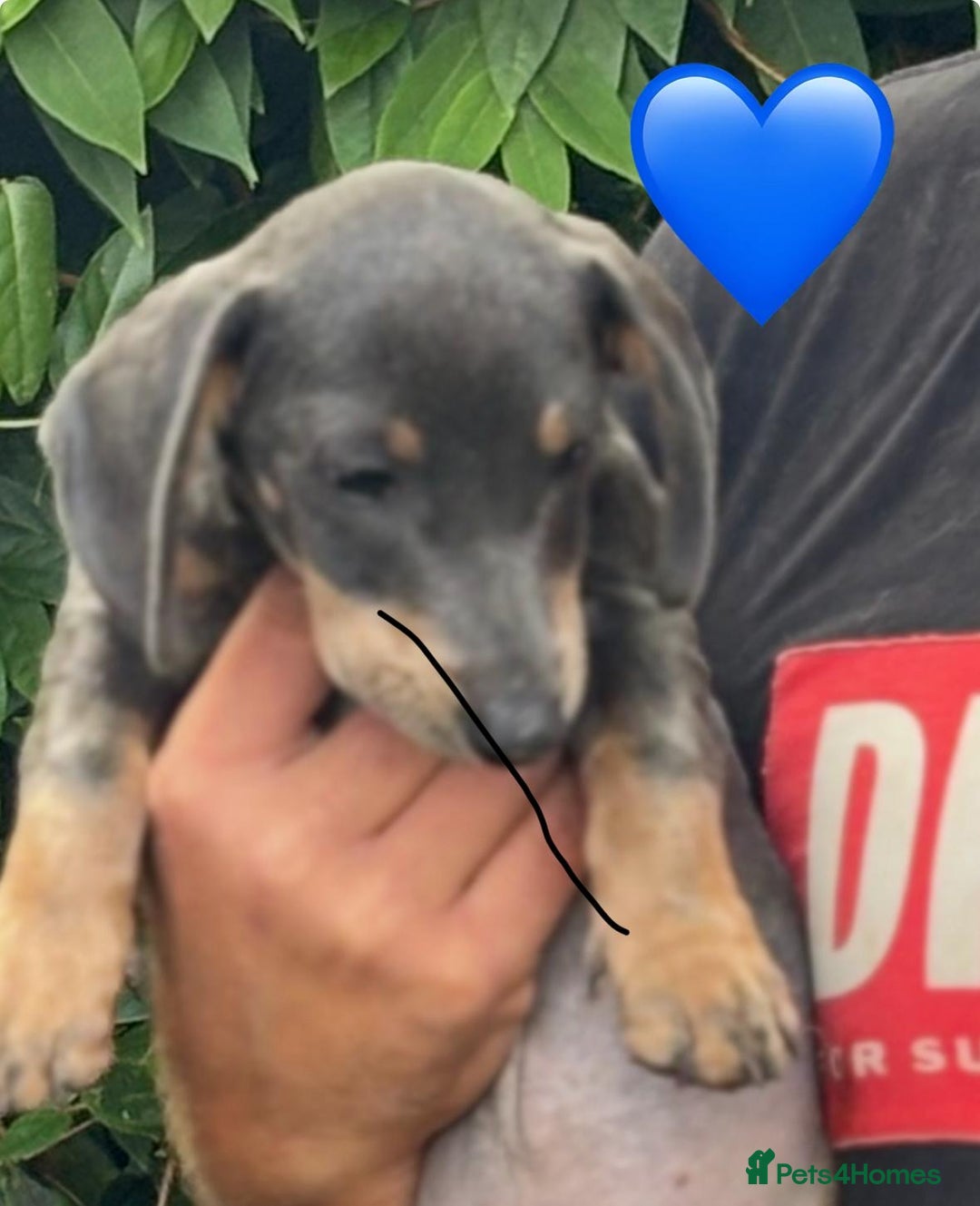 Mixed Breed dogs for sale: Jackshund Jack Russell Daschund X Puppies  - Image 2