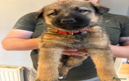 Mixed Breed dogs for sale: Siberian husky cross belgian malinois - Image 12