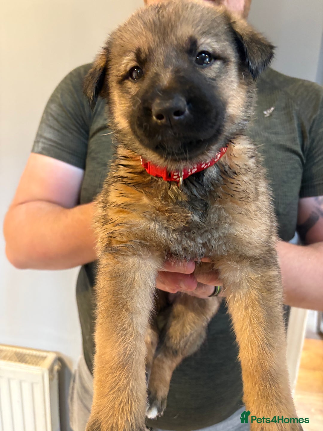 Mixed Breed dogs for sale: Siberian husky cross belgian malinois - Image 12