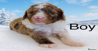 Cockapoo dogs DNA TESTED, Last 2 Boys, Ready 25th November ❤️ - Advert 13