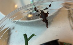 Praying Mantis invertebrates for sale: Female ghost mantis (Phyllocrania paradoxa) - Image 4