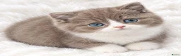 British Shorthair cats for sale: GCCF ready to leave British Shorthair - Advert 12
