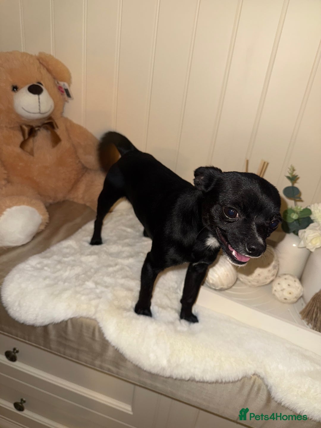 Mixed Breed dogs for sale:  Chihuahua X pincher  - Image 2