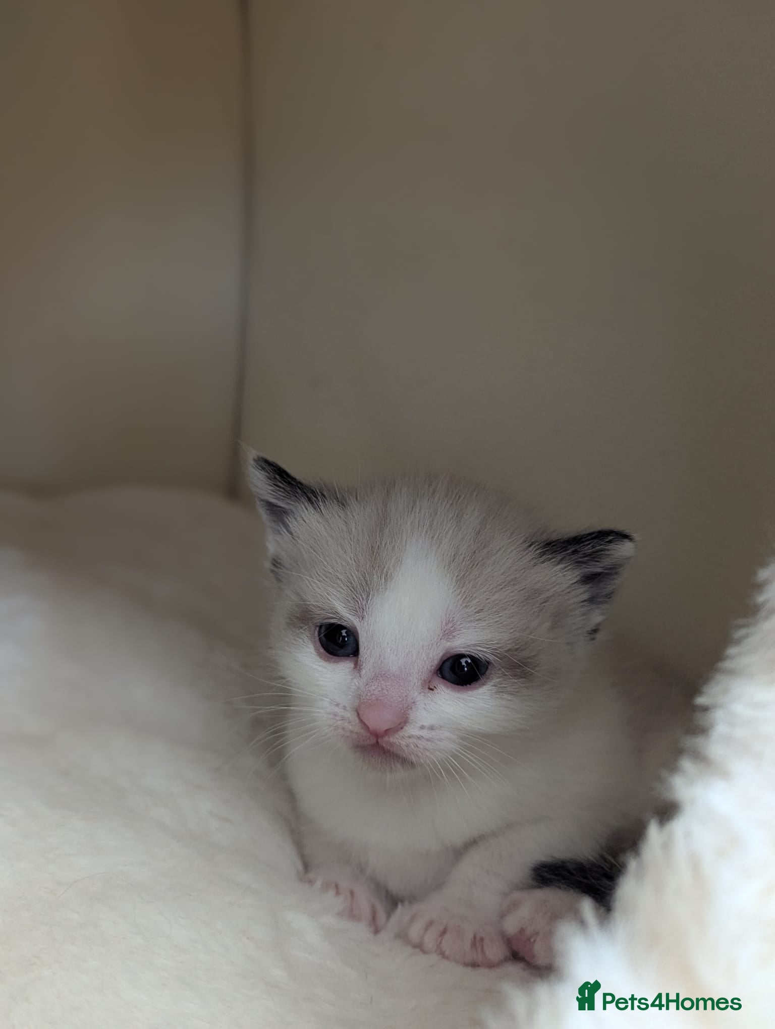 Mixed Breed Kitten 2
