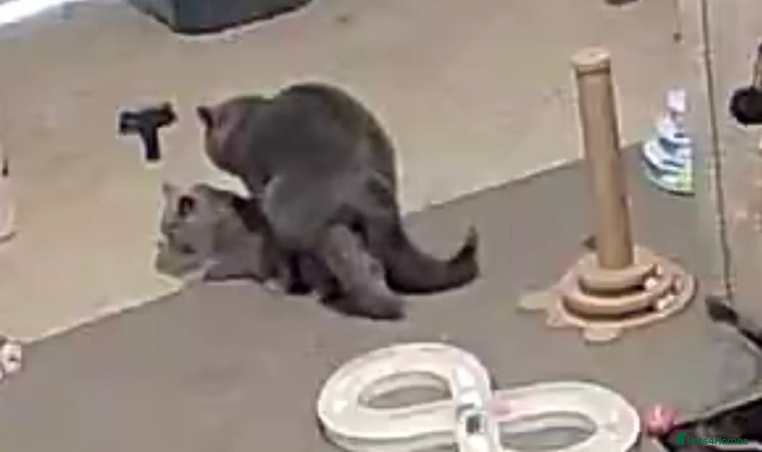 British Shorthair cats for stud: Superb quality, Proven Active Stud, blood B in Burton-on-Trent - Advert 8