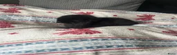 Mini Lop rabbits for sale: Mini lop rabbit - Coconut in Barry - Advert 4