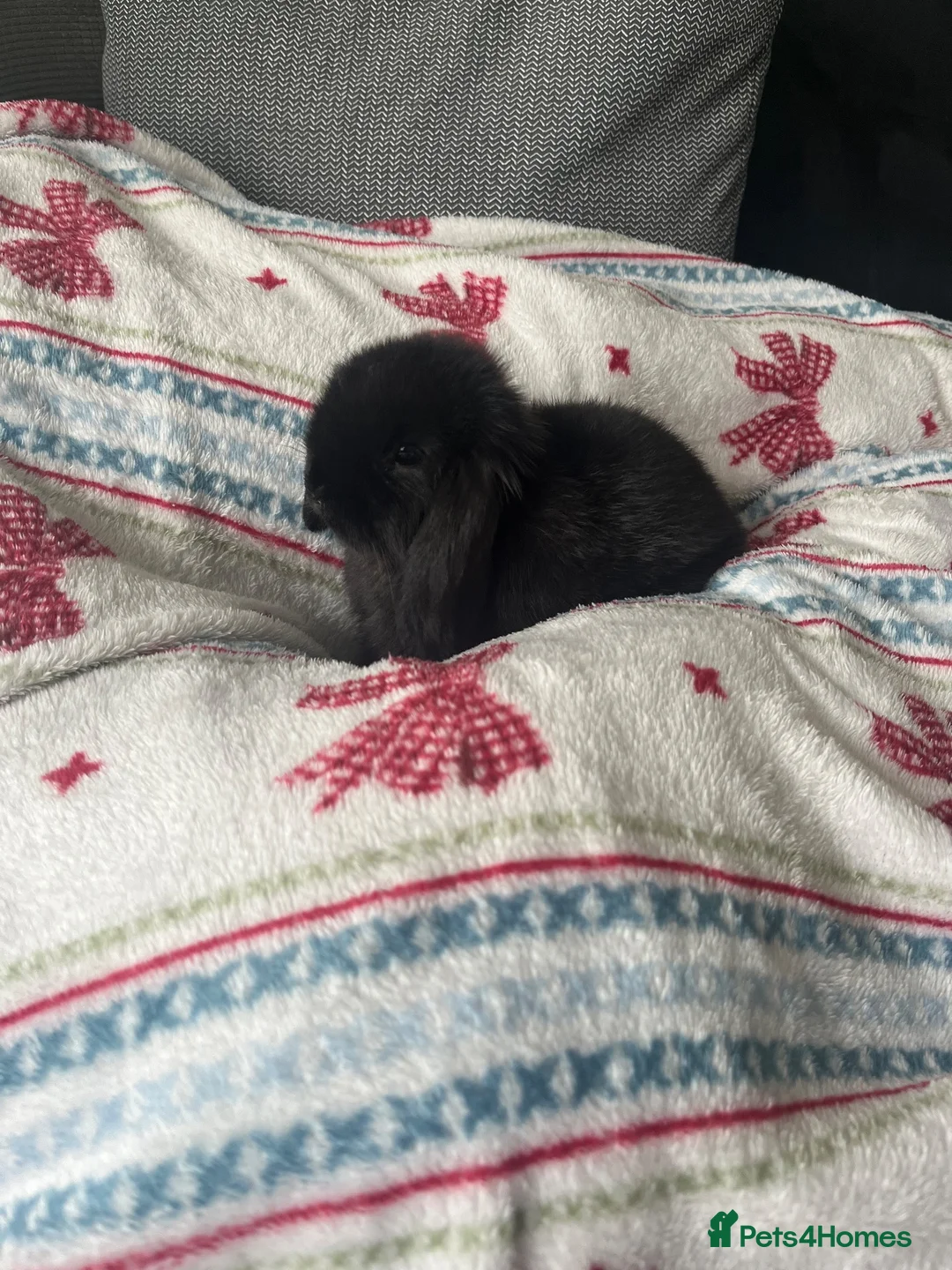 Mini Lop rabbits for sale: Mini lop rabbit - Coconut in Barry - Advert 4