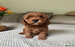 Cavapoo dogs for sale: Beautiful Litter Of F2b Cavapoos - Image 23