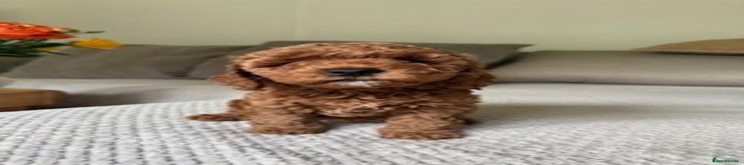 Cavapoo Puppy 4