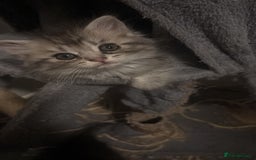 Perdoll cats for sale: Beautiful Perdoll Babies - Image 7