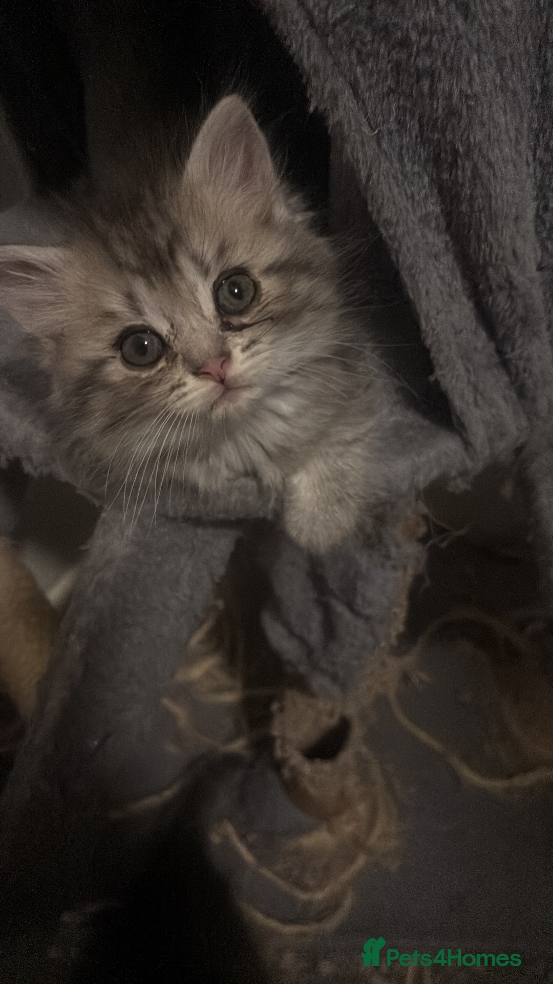 Perdoll cats for sale: Beautiful Perdoll Babies - Image 7