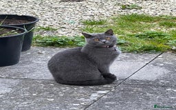 Scottish Fold cats for sale: Scottish fold kittens - Image 19