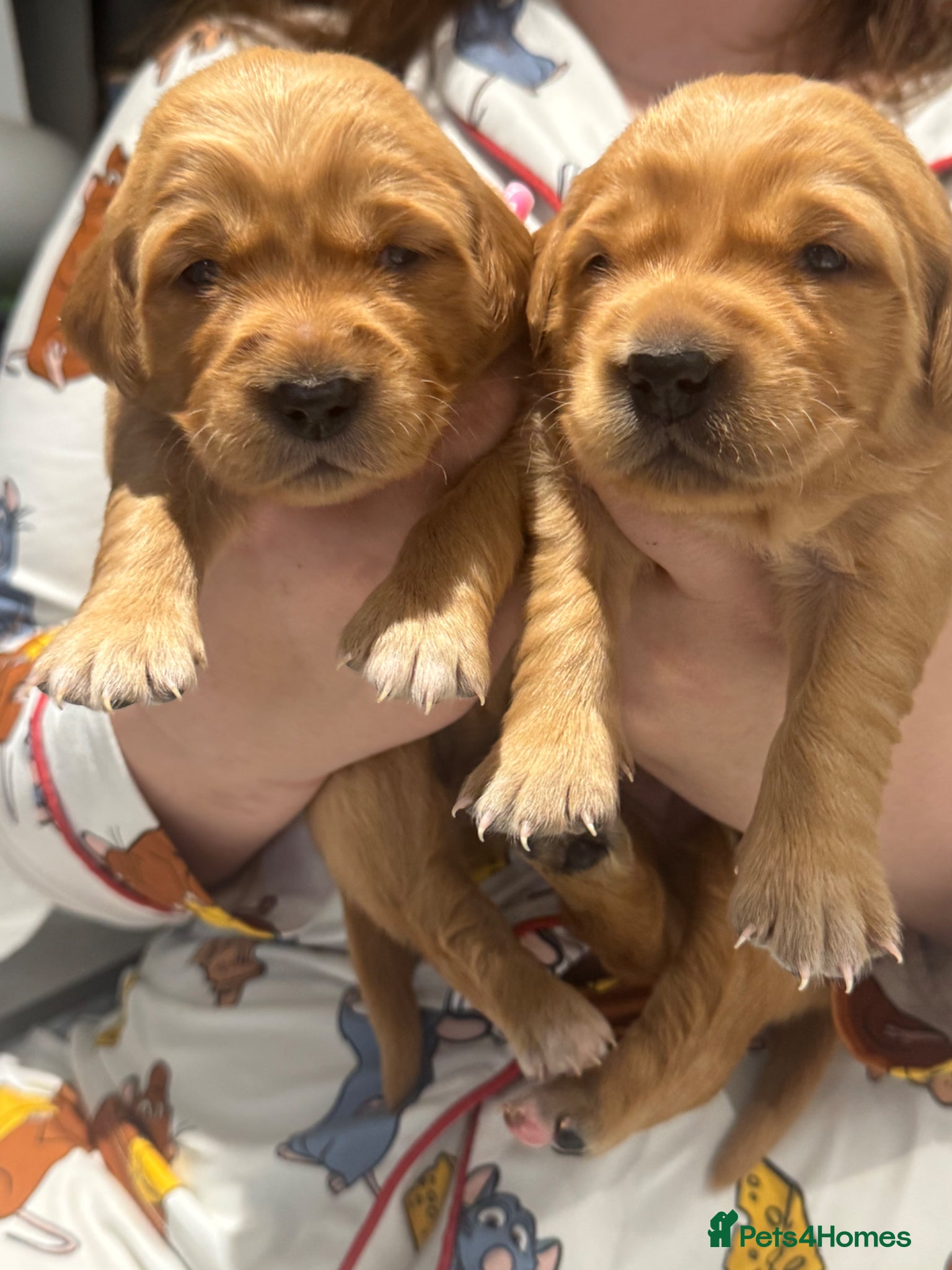 Golden Retriever dogs 8 exceptional Golden Retriever  - Advert 2