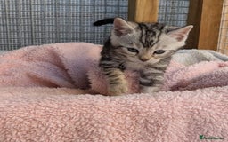 Bengal cats for sale: Pedigree Bengal kittens - Image 14