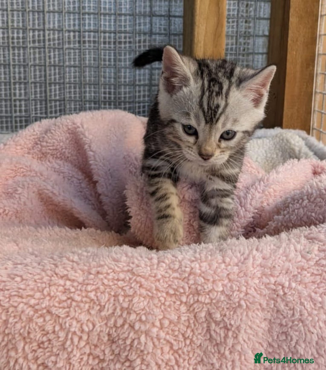 Bengal cats for sale: Pedigree Bengal kittens - Image 14