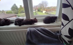 Mixed Breed cats for sale: Cross siamese - Image 6