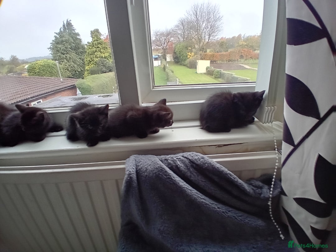 Mixed Breed cats for sale: Cross siamese - Image 6