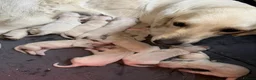 Golden Retriever dogs for sale: Mack/ Bryn Bach Golden X Evie/ Angel Annwyl - Advert 9