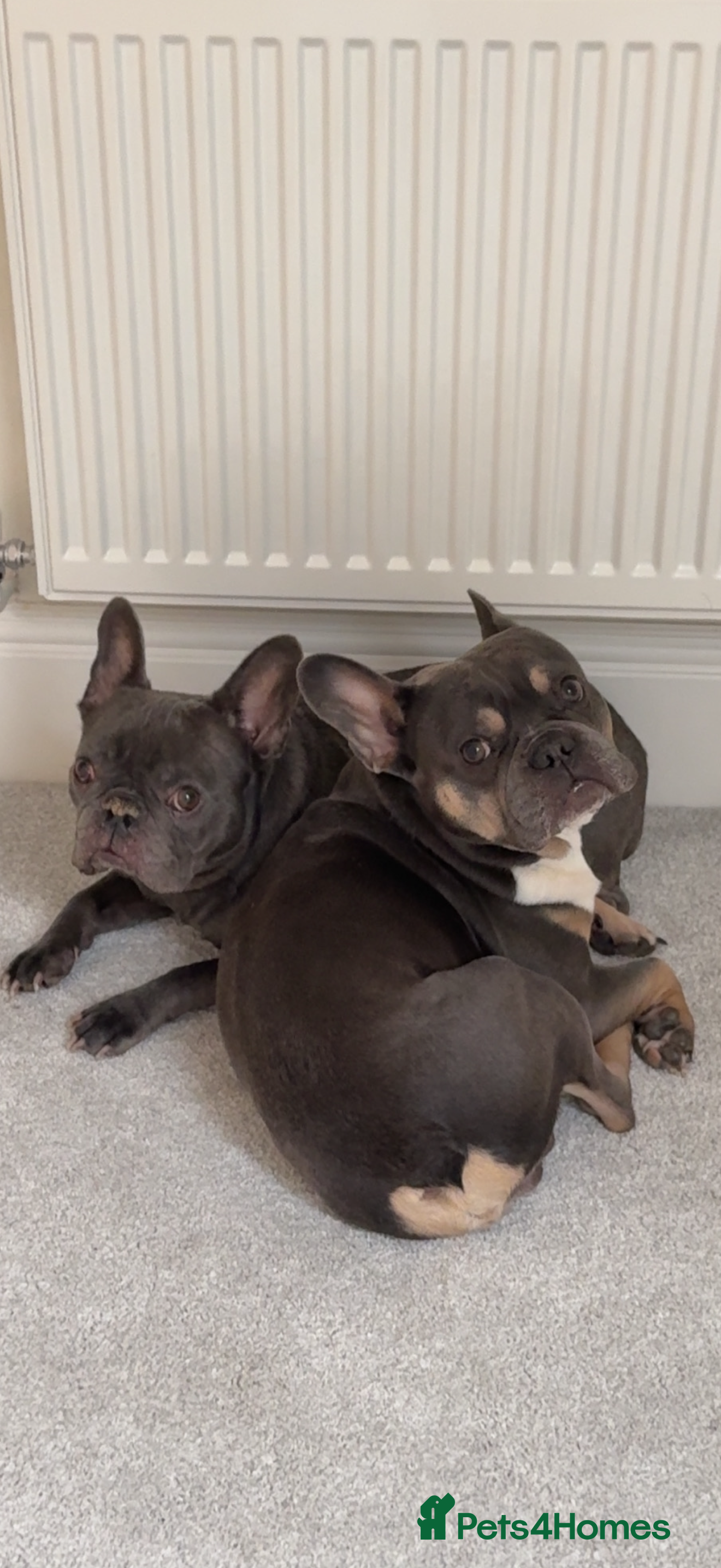 French Bulldog dogs Pablo, 6 and Hugo, 5  - Advert 2