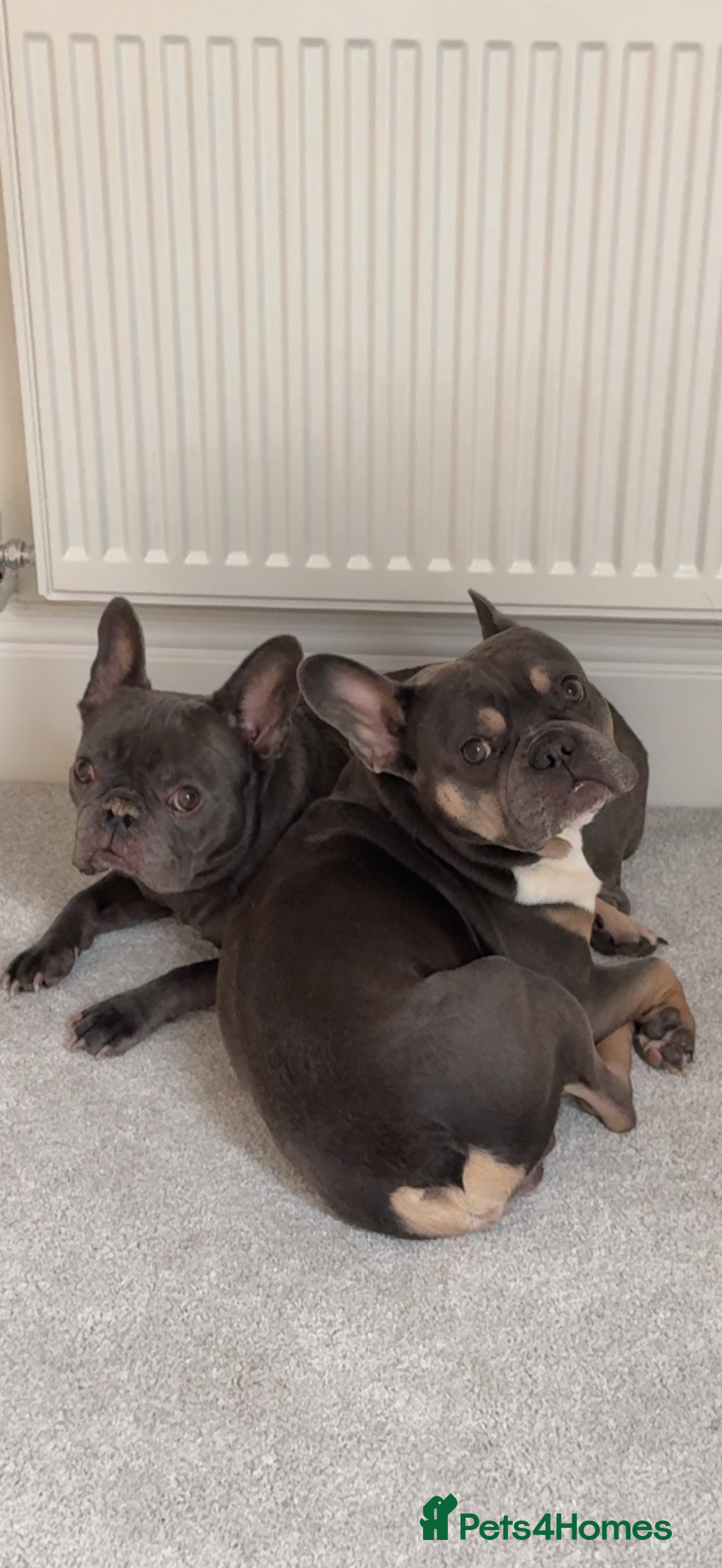 French Bulldog dogs for sale: Pablo, 6 and Hugo, 5  - Advert 1