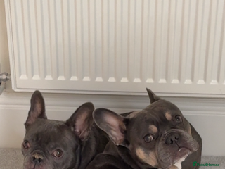 French Bulldog dogs Pablo, 6 and Hugo, 5 - Advert 2