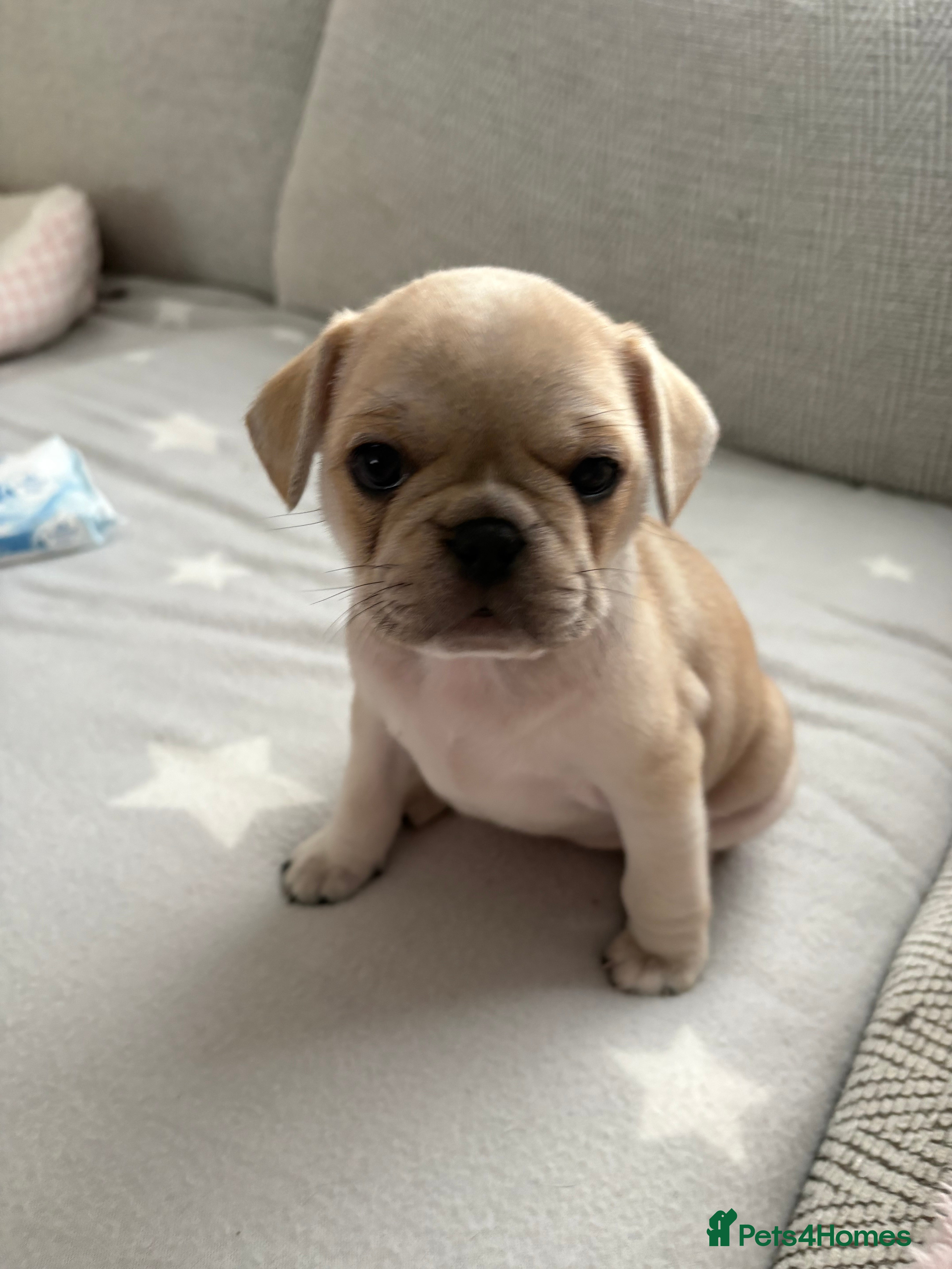 Frug dogs 🐶 Pug/French bulldog puppies 🐶 Rare markings - Advert 1