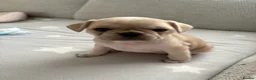 Frug dogs for sale: 🐶 Pug/French bulldog puppies 🐶 Rare markings - Advert 2