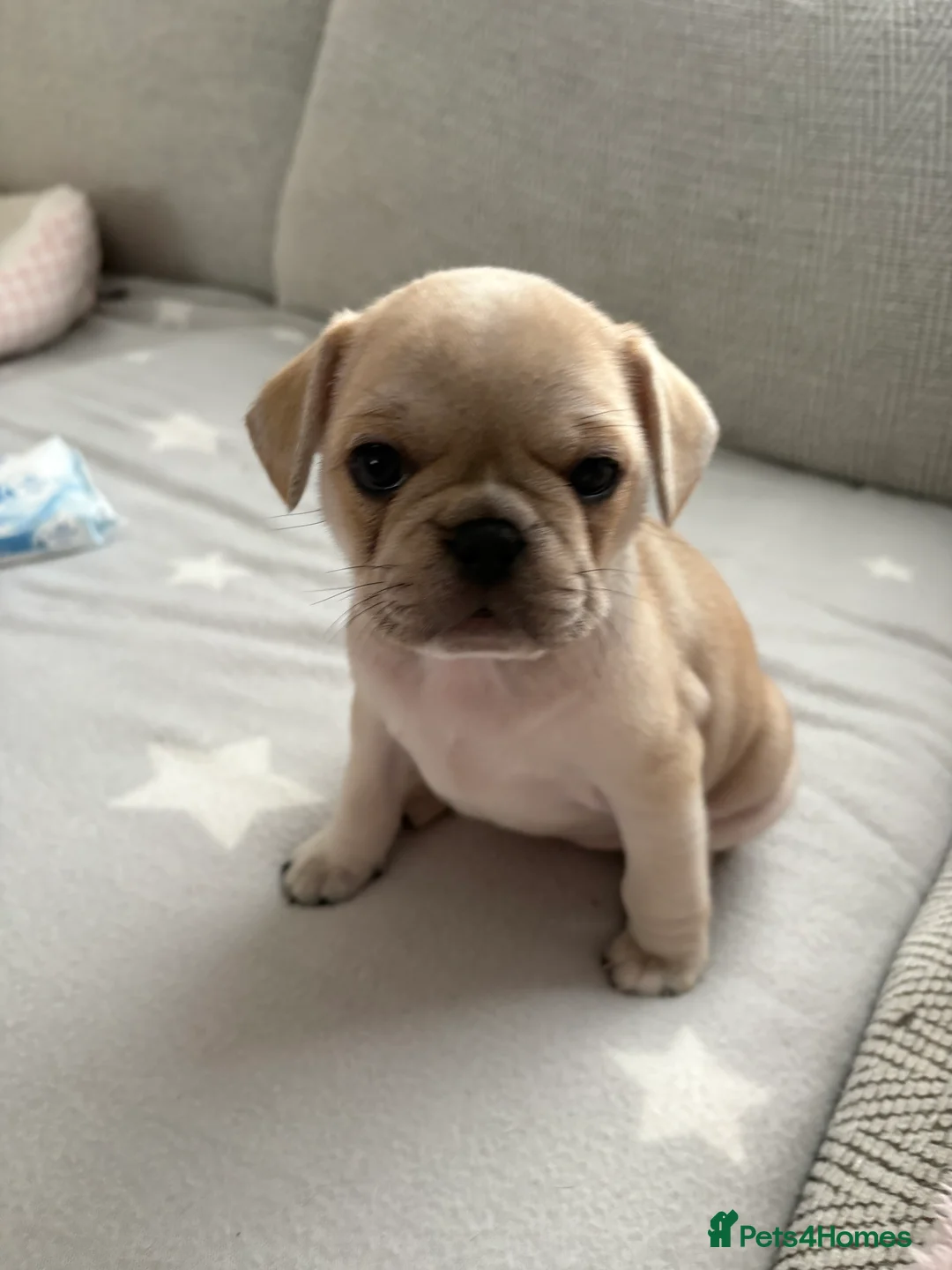 Frug dogs for sale: 🐶 Pug/French bulldog puppies 🐶 Rare markings - Advert 2