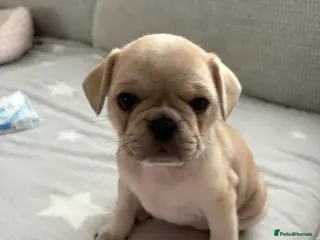Frug dogs 🐶 Pug/French bulldog puppies 🐶 Rare markings - Advert 1