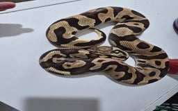 Python Snake reptiles for sale: Stunning snakes available - Image 10